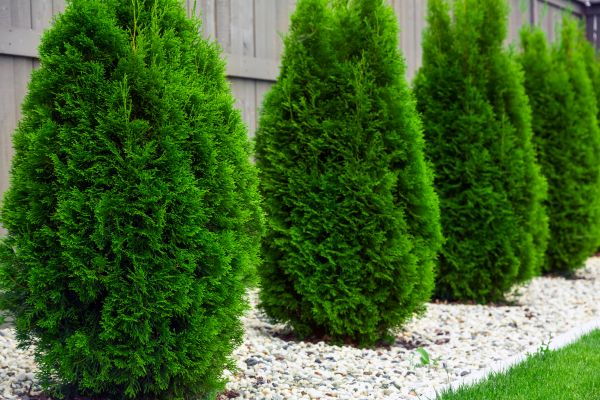 Arborvitae Planting in Portland