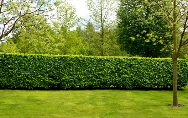 Hedge Planting in Portland