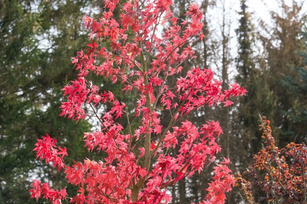 Japanese Maple Planting in Portland