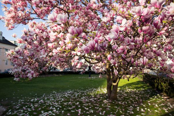 Magnolia Tree Planting in Portland