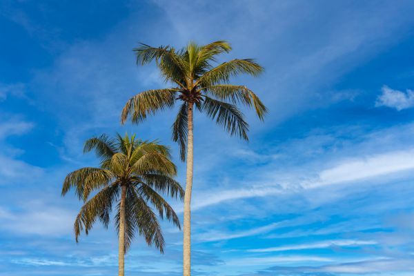 Palm Tree Planting in Portland