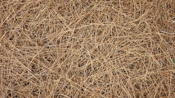 Pine Needles Delivery in Portland