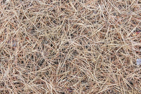 Pine Straw Installation in Portland