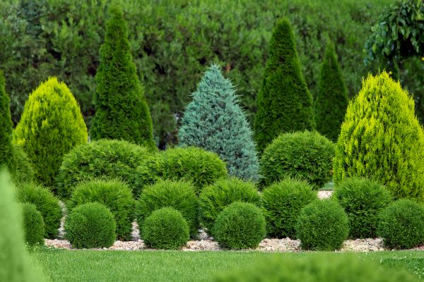 Shrub Replacement in Portland