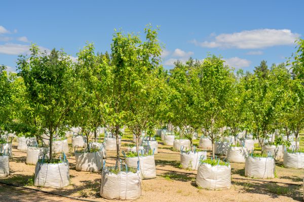 Tree Planting Service in Portland
