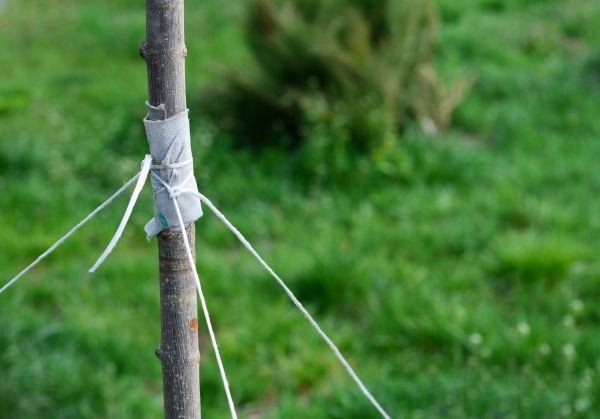 Tree Staking Service in Portland