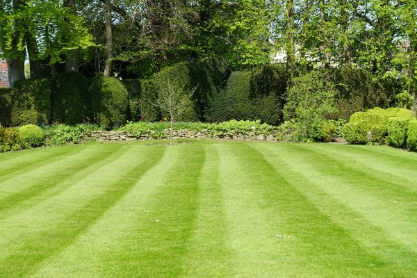 Lawn Renovation in Portland