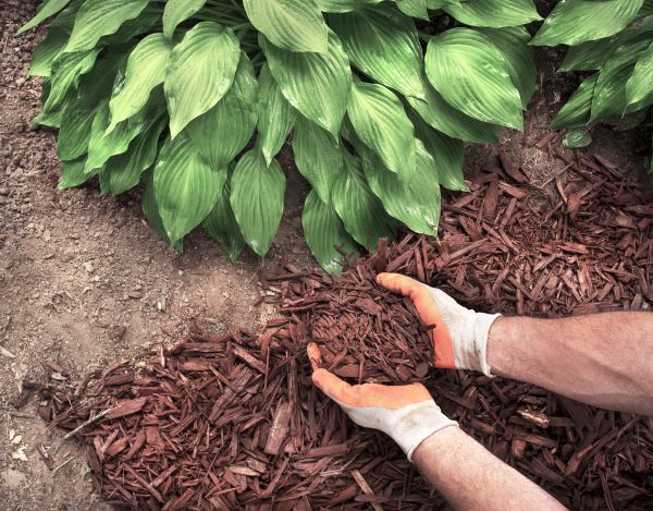 Shredded Mulch Service in Portland
