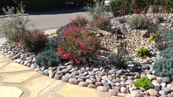 Xeriscape Landscaping in Portland