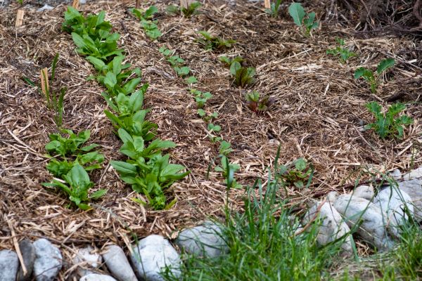 Mulch Service in Portland
