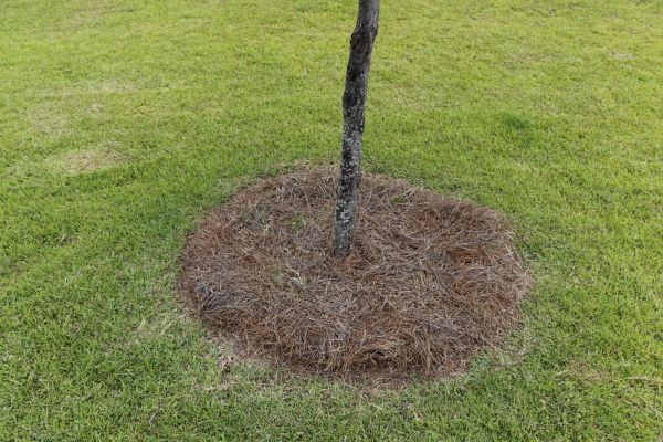 Pine Straw Spreading in Portland