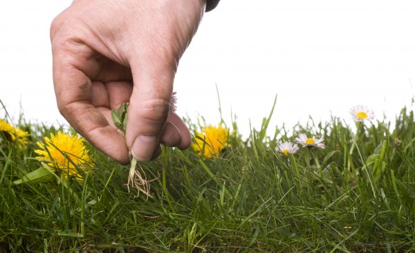 Lawn Weeding in Portland