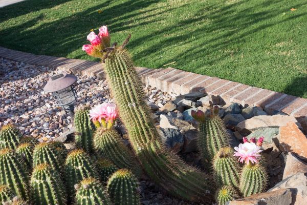 Desert Landscaping in Portland