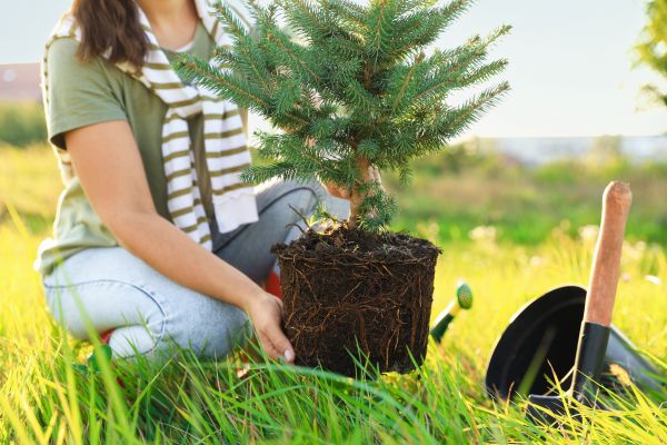Spruce Tree Planting in Portland
