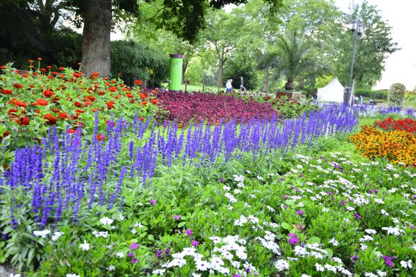 Perennials Planting in Portland