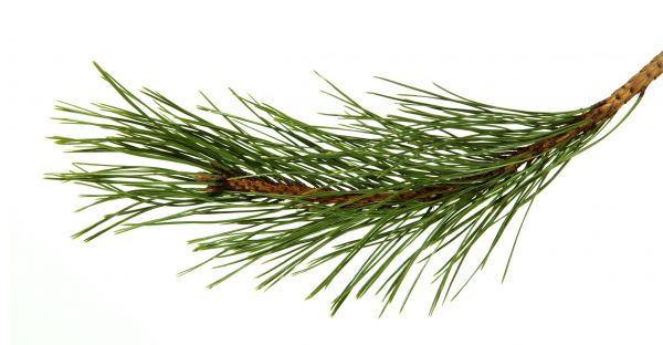 Pine Needles Installation in Portland