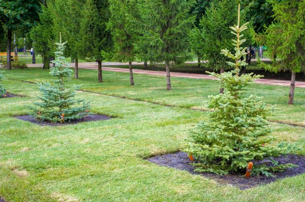 Privacy Trees Planting in Portland