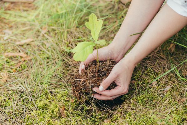 Oak Tree Planting in Portland