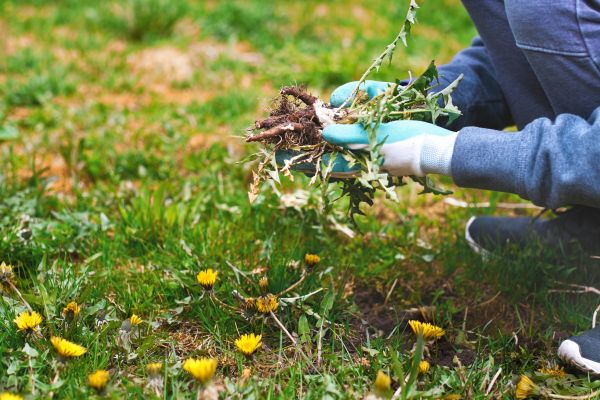 Flower Bed Clearing in Portland