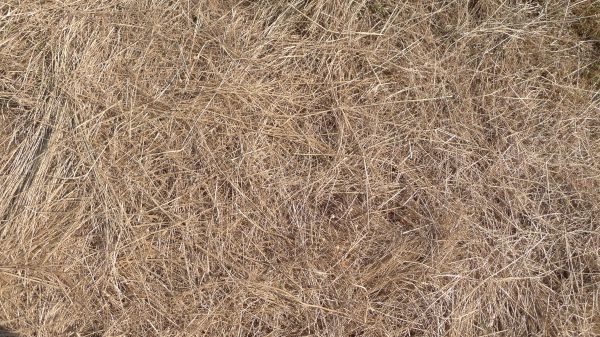 Pine Straw Replacement in Portland