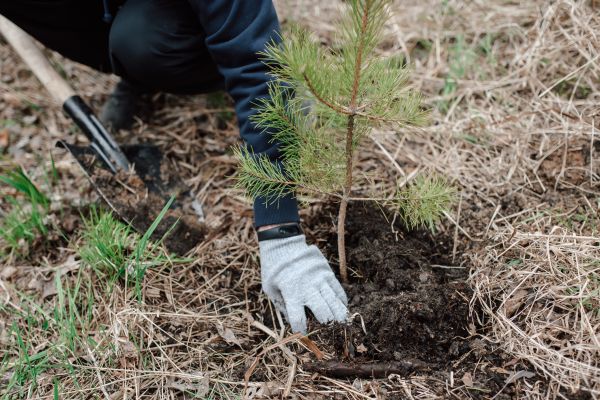 Pine Tree Planting in Portland