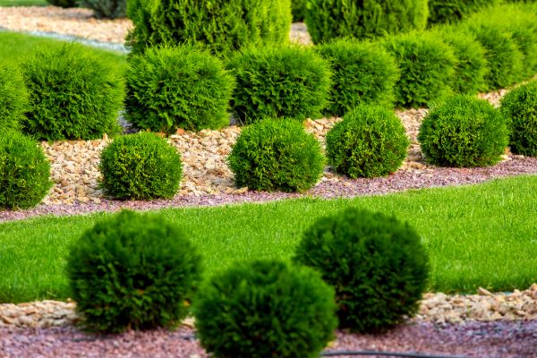 Bush Replacement in Portland