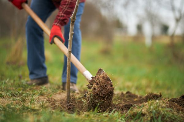 Trees Planting in Portland