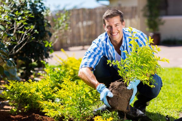 Shrub Landscaping in Portland