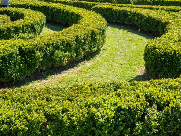 Bush Landscaping in Portland