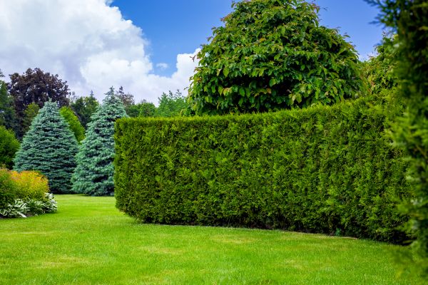 Hedge Landscaping in Portland