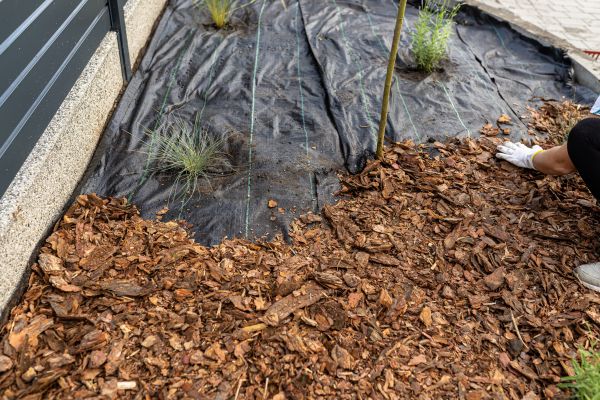 Pine Bark Spreading in Portland