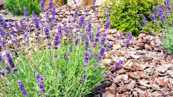 Pine Bark Landscaping in Portland