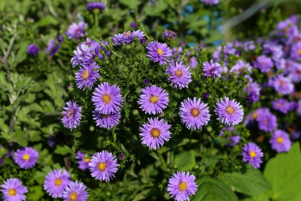 Perennial Flower Planting in Portland