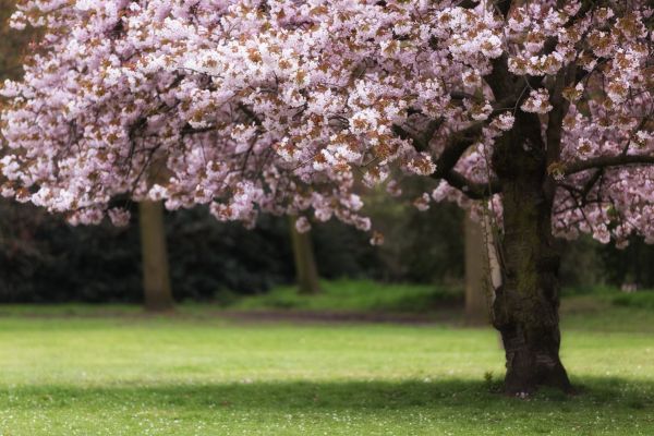 Cherry Tree Planting in Portland