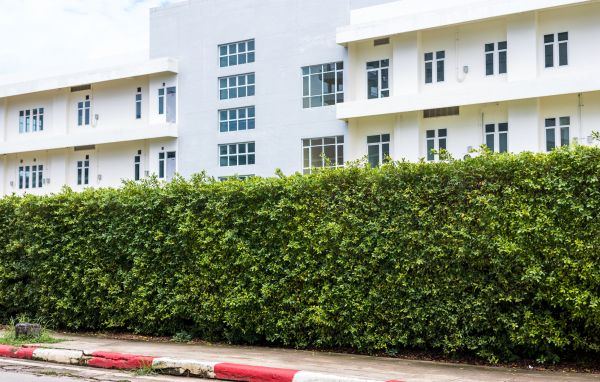 Privacy Landscaping in Portland
