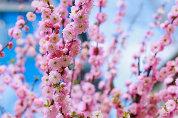 Japanese Cherry Tree Planting in Portland