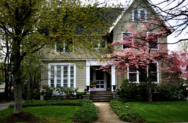 Ornamental Tree Planting in Portland