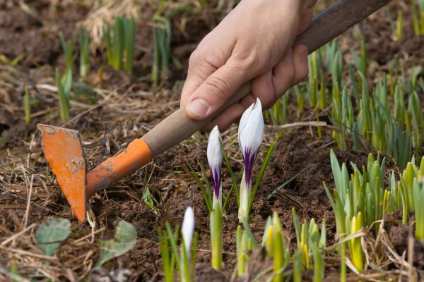 Flower Garden Weeding in Portland