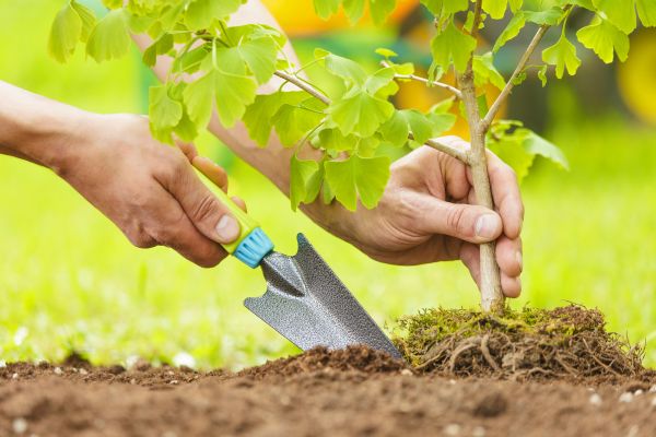 Fruit Tree Planting in Portland