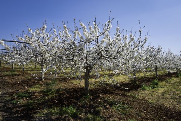 Orchard Planting in Portland