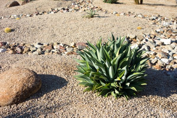 Xeriscaping Service in Portland
