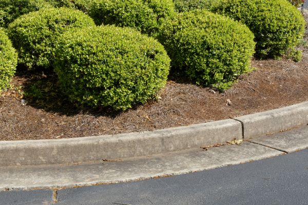 Pine Mulch Installation in Portland