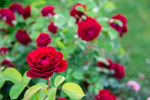 Rose Planting in Portland