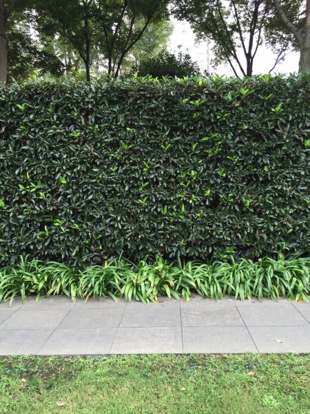 Privacy Shrub Planting in Portland