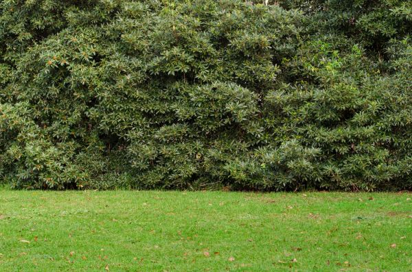 Privacy Hedge Planting in Portland