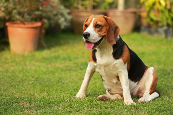Dog Friendly Landscaping in Portland