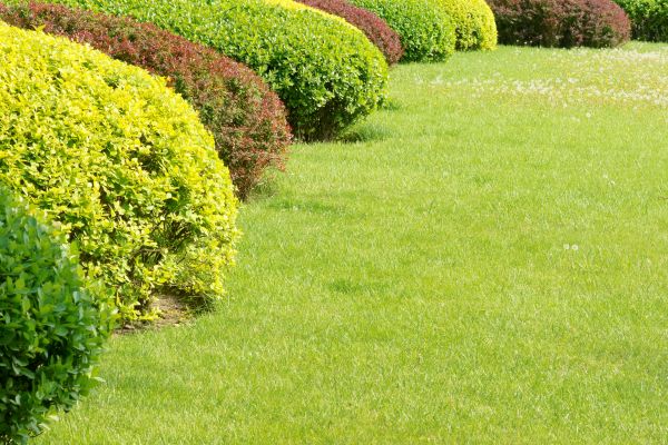 Shrubbery Planting in Portland