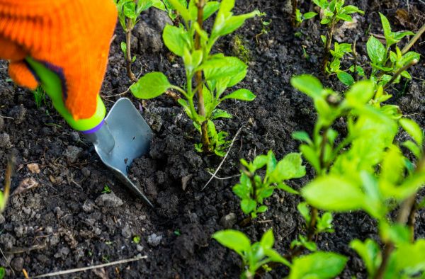 Hydrangea Planting in Portland