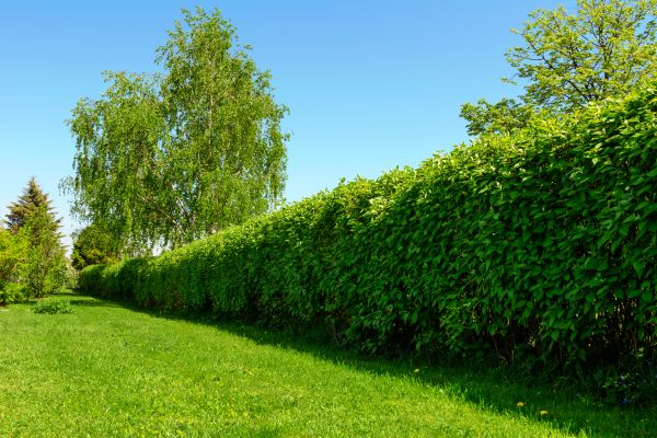 Hedge Replacement in Portland