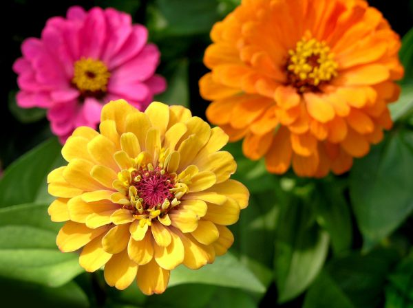 Zinnia Planting in Portland